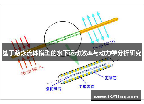 基于游泳流体模型的水下运动效率与动力学分析研究